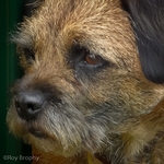 Animals-023