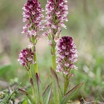 Burnt-tip Orchid (Neotinea ustulata) also formerly  Orchis ustulata)