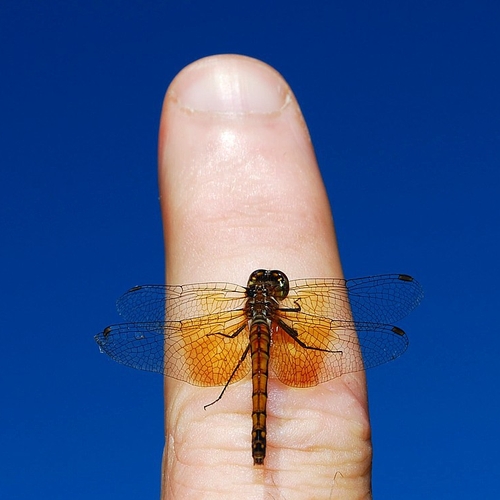 A female Band-winged Meadowhawk.