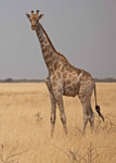 Giraffe, Namibia