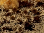Isozoanthus sulcatus