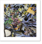 Seaweed I