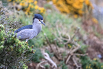 Black-crowned Night-Heron perched on bush, Carcass Island, Falklands
