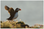 Backlit Puffin
