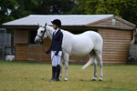 Class 4a Prettiest Mare over 14hh portfolio