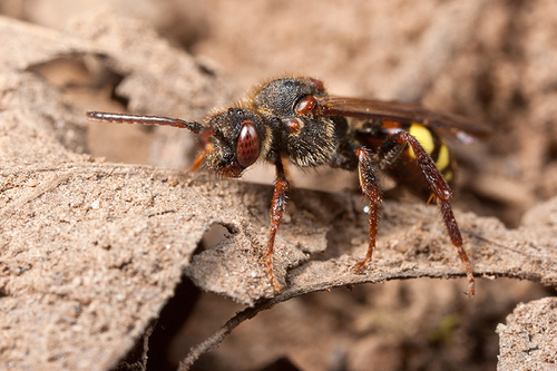 [i]Nomada leucophthalma[/i] at an [i]Andrena clarkella[/i] colony. Warwickshire, 2012.