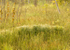 Wetland Morning-June #2