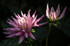 Dahlias in the sun