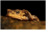 The British Wildlife Photography Awards 2009 to 2014 portfolio