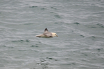 Fulmar