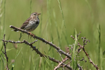 Meadow Pipit, long hind claw showing on perch, Dorset, UK