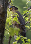 Crested Serpent-eagle