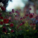Geum Rivale