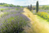 TERRINGTON LAVENDER FARM N YORKSHIRE