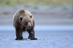 Brown Bear eating salmon tail on beach, Alaska