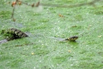 Grass Snake