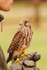 Kestrel perched on a falconer's glove at Shuttleworth