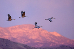 Sandhill Cranes flying at dawn, Bosque del Apache, New Mexico