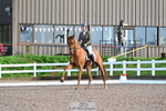 Cls 19 Novice Gold portfolio