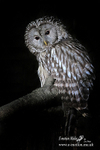 Barred Owl 170612