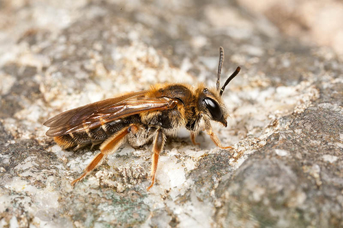 [i]Andrena chrysosceles[/i] female. Warwickshire - May 2012.