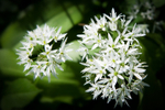 Wild Garlic