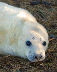 Atlantic Grey Seal