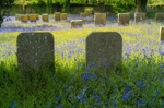 Ballybrado bluebells C