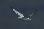 Bonaparte's Gull flying, dark background, Farmoor
