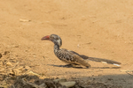 Southern Red Hornbill