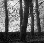 Light and Shape (square format)
