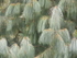 Image 12 - 'Cascade'