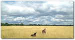 Diabetic-pet-sitter-nurse