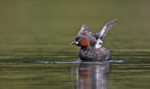 Little Grebe - Tachybaptus ruficollis