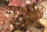 Galathea squamifera