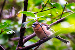 Chaffinch - DSC_8338