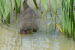 Otter_Swimming