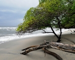 Tropical Beach