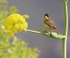 Black Headed Bunting