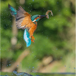 3rd PDI-Kingfisher With Catch-Charles Kidd