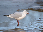 Black Headed Gull