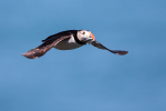 Puffin