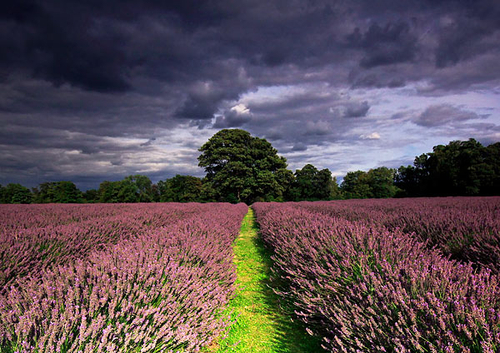 [align=center][size=11][b]Mayfield Lavender, Surrey[/b][/size]

My first shot since moving down south to Surrey in…