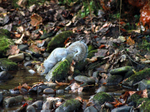 Drinking Squirrel