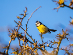 Blue Tit