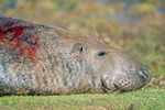 Atlantic Grey Seal