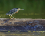 Striated Heron, Gamboa, Panama