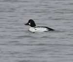 Goldeneye