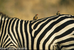 Yellow-billed oxpecker