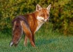 Foxes portfolio